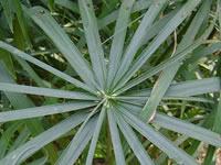 Cyperus scariosus 